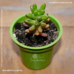 suculenta sedum rubrotinctum también conocida como dedos o bananitos