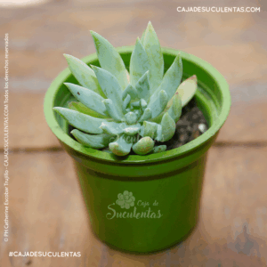 suculenta x sedeveria fanfare (graptoveria fanfare)