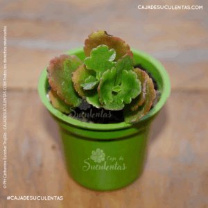 Suculenta Coralito Kalanchoe Longiflora caja de suculentas