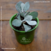 suculenta kalanchoe pumila caja de suculentas