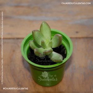 suculenta sedum adolphii antes sedum nussbaumeranum sedum cobre sedum dorado caja de suculentas