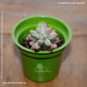 suculenta sedum rubrotinctum aurora gomitas bananitos rosados cajadesuculentas