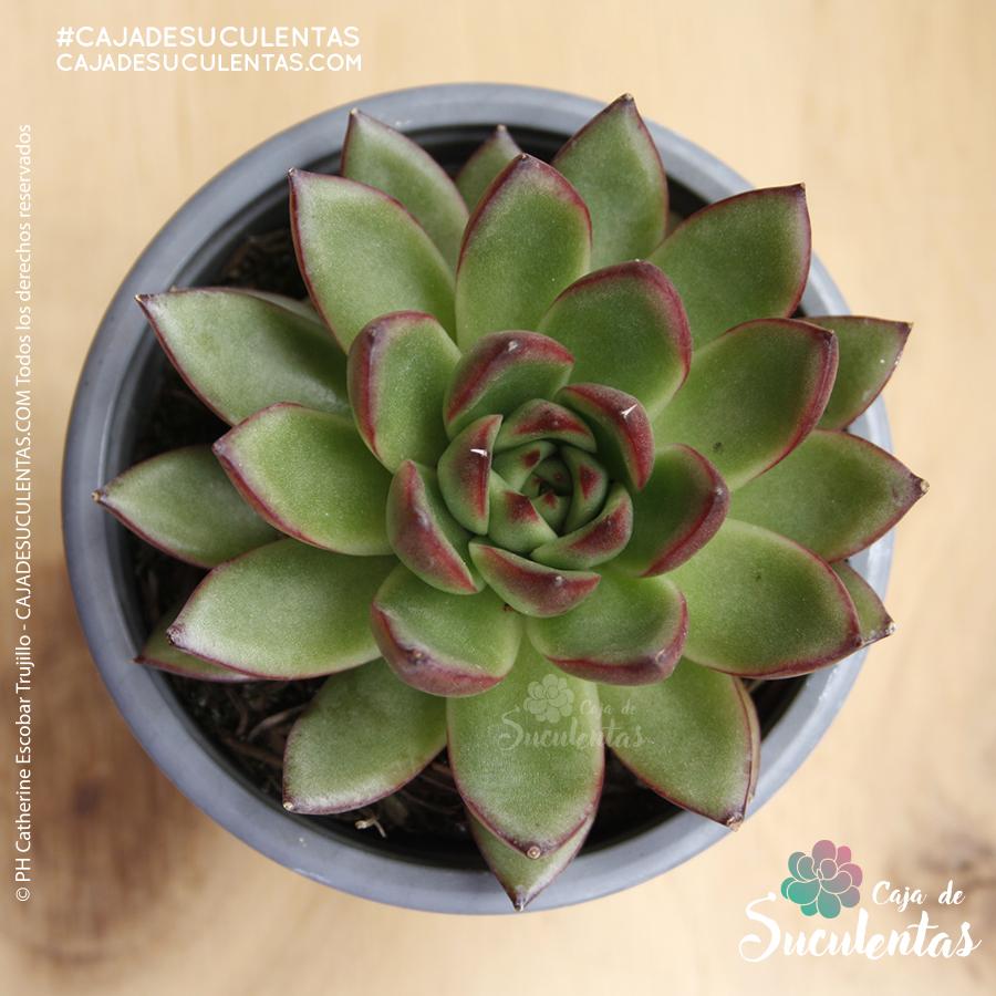 suculenta echeveria agavoides p9 cajadesuculentas colombia