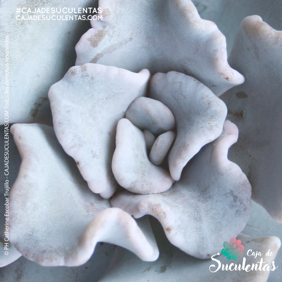 suculenta echeveria crispate beauty p9 cajadesuculentas colombia
