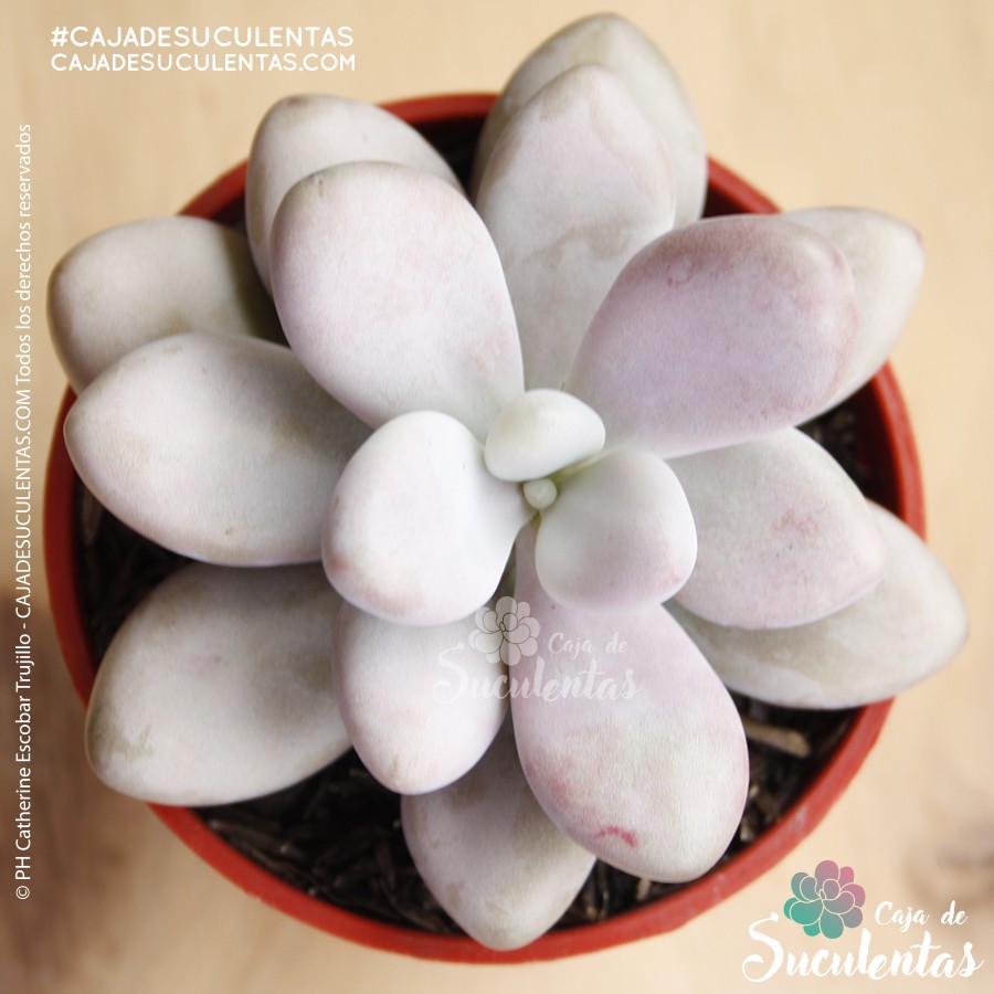 suculenta graptopetalum amethystinum p9 cajadesuculentas colombia moonstone piedra lunar suculenta almendrita