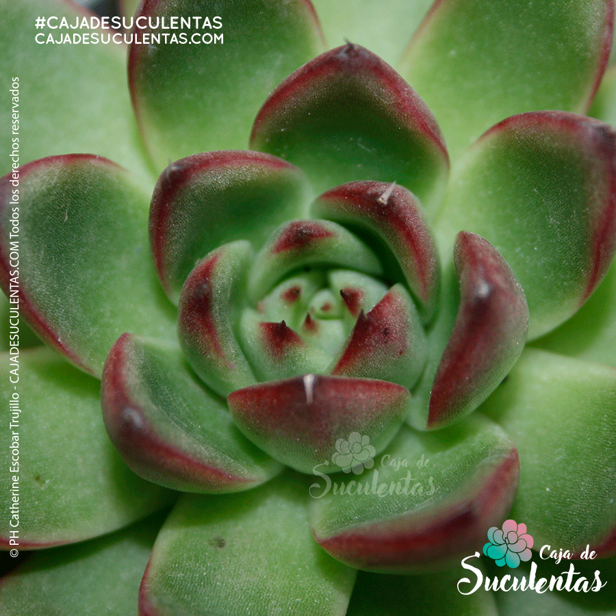 suculenta echeveria agavoides p9 cajadesuculentas colombia