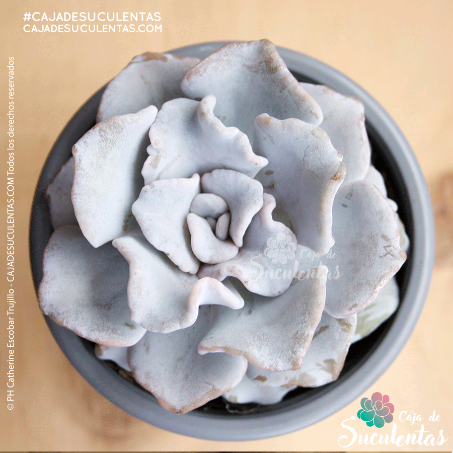 suculenta echeveria crispate beauty p9 cajadesuculentas colombia