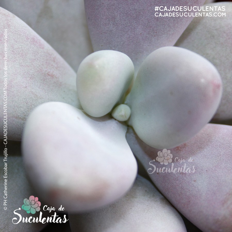 suculenta graptopetalum amethystinum p9 cajadesuculentas colombia moonstone piedra lunar suculenta almendrita