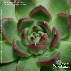suculenta echeveria agavoides p9 cajadesuculentas colombia