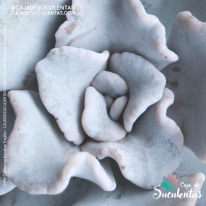 suculenta echeveria crispate beauty p9 cajadesuculentas colombia