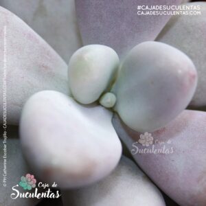 suculenta graptopetalum amethystinum p9 cajadesuculentas colombia moonstone piedra lunar suculenta almendrita