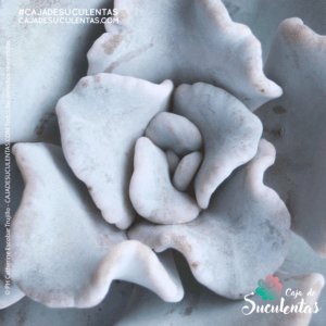 suculenta echeveria crispate beauty p9 cajadesuculentas colombia