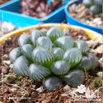 Haworthia cooperi tamaño P5. Comprar Haworthia Cooperi suculentas exóticas en Colombia. El mejor vivero o tienda de plantas: Caja de suculentas.