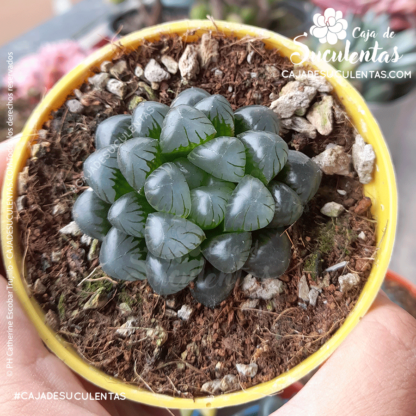 Haworthia cooperi tamaño P5. Comprar Haworthia Cooperi suculentas exóticas en Colombia. El mejor vivero o tienda de plantas: Caja de suculentas.