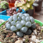 Haworthia cooperi tamaño P5. Comprar Haworthia Cooperi suculentas exóticas en Colombia. El mejor vivero o tienda de plantas: Caja de suculentas.
