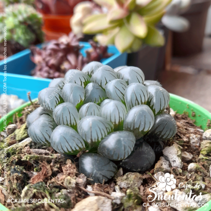 Haworthia cooperi tamaño P5. Comprar Haworthia Cooperi suculentas exóticas en Colombia. El mejor vivero o tienda de plantas: Caja de suculentas.