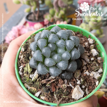 Haworthia cooperi tamaño P5. Comprar Haworthia Cooperi suculentas exóticas en Colombia. El mejor vivero o tienda de plantas: Caja de suculentas.