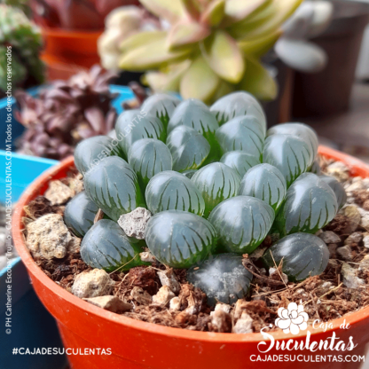 Haworthia cooperi tamaño P7. Comprar Haworthia Cooperi suculentas exóticas en Colombia. El mejor vivero o tienda de plantas: Caja de suculentas.