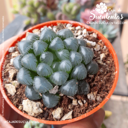 Haworthia cooperi tamaño P7. Comprar Haworthia Cooperi suculentas exóticas en Colombia. El mejor vivero o tienda de plantas: Caja de suculentas.