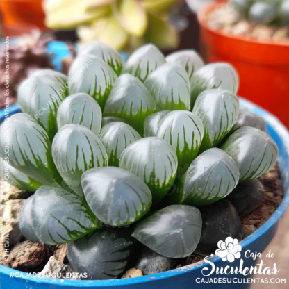 Haworthia cooperi tamaño P7. Comprar Haworthia Cooperi suculentas exóticas en Colombia. El mejor vivero o tienda de plantas: Caja de suculentas.