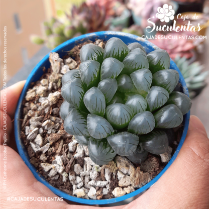 Haworthia cooperi tamaño P7. Comprar Haworthia Cooperi suculentas exóticas en Colombia. El mejor vivero o tienda de plantas: Caja de suculentas.