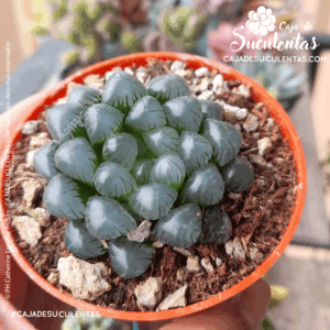 Haworthia cooperi tamaño P7. Comprar Haworthia Cooperi suculentas exóticas en Colombia. El mejor vivero o tienda de plantas: Caja de suculentas.
