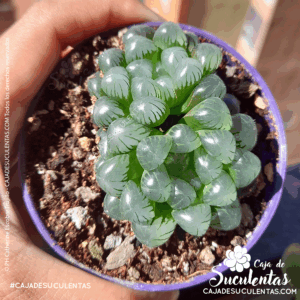 Cuidados Haworthia cooperi suculenta exotica en Colombia. La puedes adquirir en Caja de Suculentas