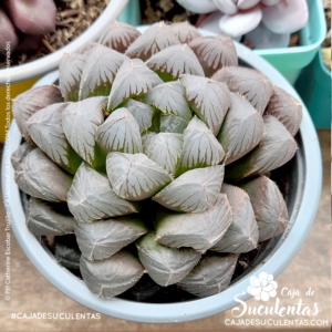 Haworthia cooperi con hojas café o marrón por exceso de sol