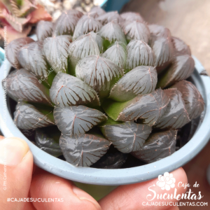 Haworthia cooperi con hojas café o marrón por exceso de sol
