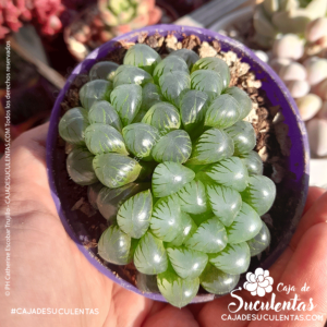 Cuidados Haworthia cooperi suculenta exotica en Colombia. La puedes adquirir en Caja de Suculentas