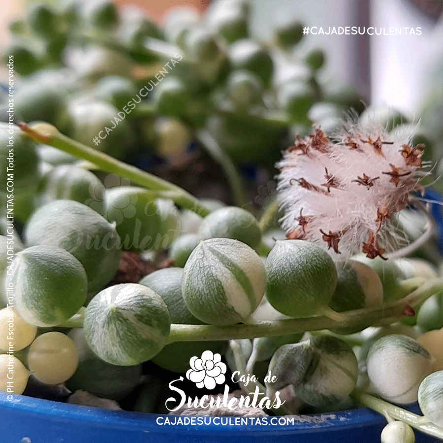 Suculenta rosario o planta camándula. Suculenta colgante con nombre científico senecio rowleyanus. En Colombia puedes comprarla en nuestra tienda Caja de Suculentas.