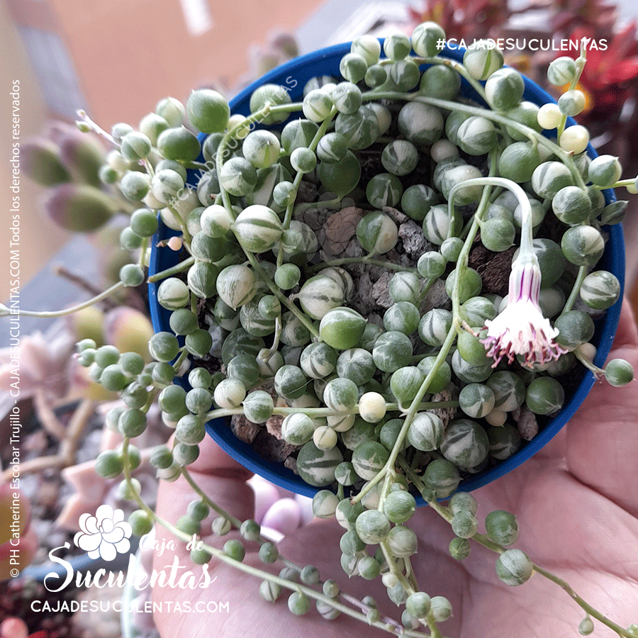 Suculenta rosario o planta camándula. Suculenta colgante con nombre científico senecio rowleyanus. En Colombia puedes comprarla en nuestra tienda Caja de Suculentas.
