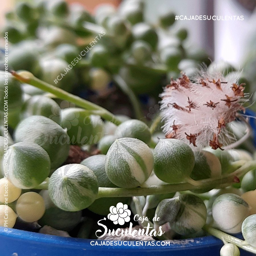 Senecio Rowleyanus Variegata - Guía completa de cuidados