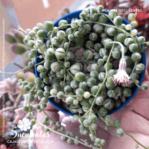 Suculenta rosario o planta camándula. Suculenta colgante con nombre científico senecio rowleyanus. En Colombia puedes comprarla en nuestra tienda Caja de Suculentas.