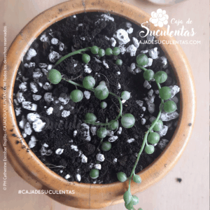 planta camandula suculenta rosario variegado después de terapia de agua transplante a sustrato