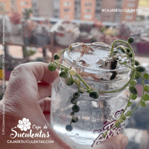 suculenta rosario o collar de perlas con hojas arrugadas terapia de agua